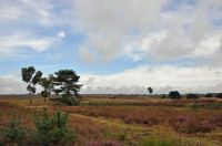 Rozendaalse Veld